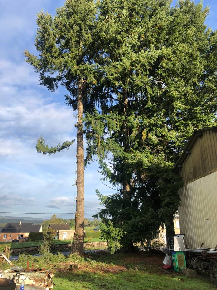 Taille dans le houppier d'un grand arbre