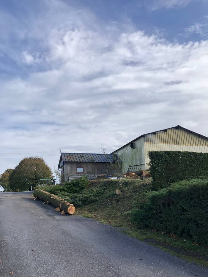 Démontage d'un arbre près d'une habitation