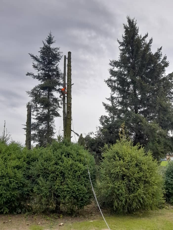 Chantier d'élagage en Haute-Corrèze